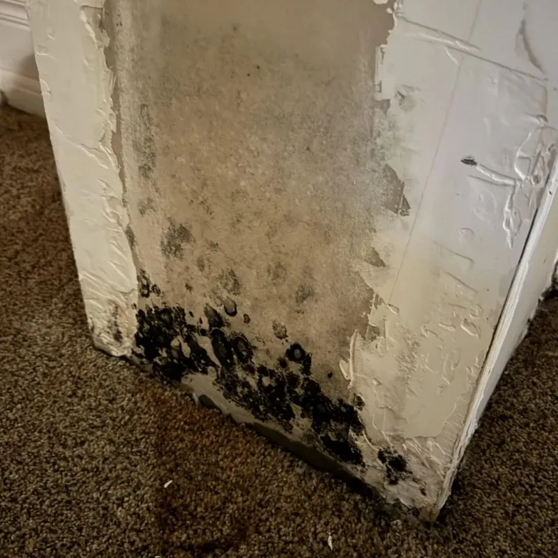Professional Mold Removal in Baton Rouge, LA